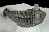 Stunning Erbenochile Trilobite With Hollardops - Foum Zguid #146905-10